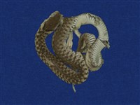 草花蛇藏品圖，第1張